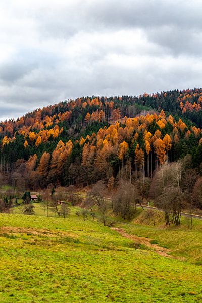Randonnée à travers une forêt de Thuringe haute en couleur par Oliver Hlavaty