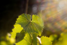 Sonnenlicht, das durch ein grünes Weinblatt im Weinberg scheint von Milcho Milev