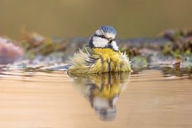 Relax van Kris Hermans