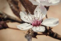 Bloem van de amandelboom