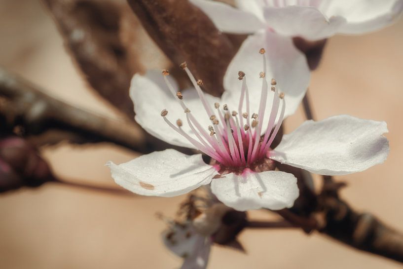 Blume des Mandelbaums von Jaimy Leemburg Fotografie