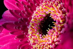 Herz in rosa gelb