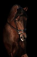 Brown Andalusian Stallion