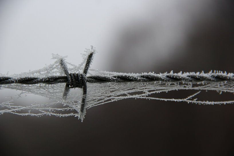 Fil de fer barbelé à froid par Chantal Elsinga