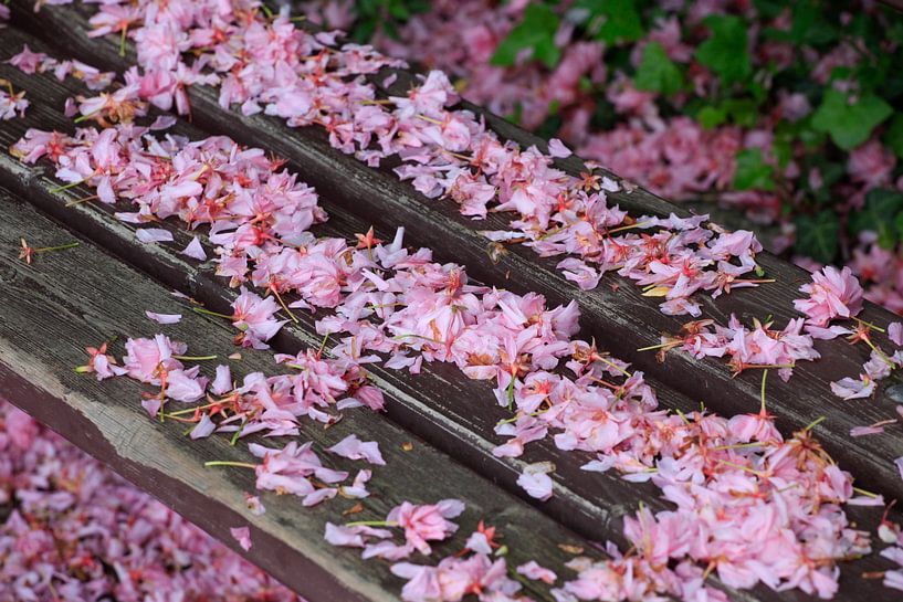 Petals by Thomas Jäger