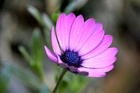 Besuty of Nature
