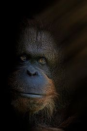 The King with Rebrandt lighting by Ron Meijer Photo-Art