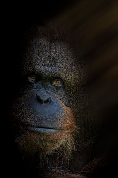 Le roi avec l'éclairage Rebrandt par Ron Meijer Photo-Art