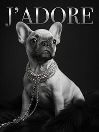 Französische Bulldogge