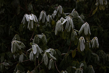 vom Frost gefesselt