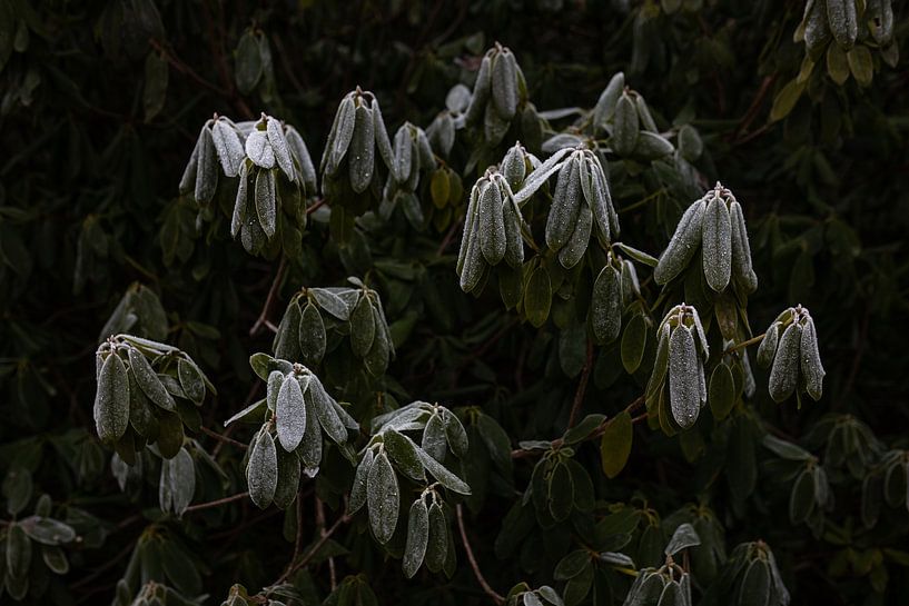 bound by frost by Matthias Ettinger