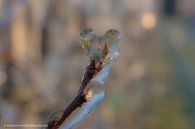 Irrigate blossom by Moetwil en van Dijk - Fotografie thumbnail