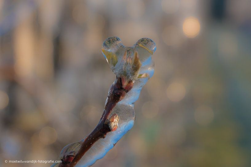 Irrigate blossom by Moetwil en van Dijk - Fotografie