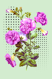 Géranium violet lilas sur Fineline