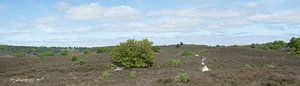 Ein Panorama des Veluwezooms