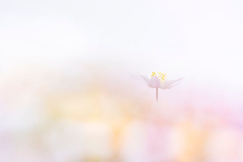 Wood anemone colour palette by Milou Hinssen