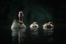 Mother duck with her two little ducklings by Daniel Parengkuan