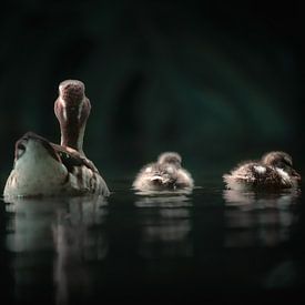 Mother duck with her two little ducklings by Daniel Parengkuan