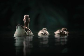 Mutter Ente mit ihren zwei kleinen Entenküken von Daniel Parengkuan