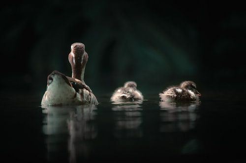 Mutter Ente mit ihren zwei kleinen Entenküken von Daniel Parengkuan