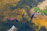 Hippo Waterworld and crocodile by Sharing Wildlife thumbnail