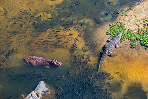 Flusspferde Wasserwelt und Krokodil von Sharing Wildlife