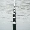 Reihe schwarzer Festmacherpfähle oder Delphine im Wasser, leere Jacht von Maren Winter