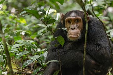 Chimpansee by Albert van Heugten