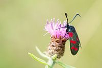 Johannisfeuerfalter auf Distel