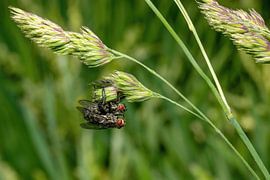 Les mouches de la honte en train de s'accoupler sur Hans-Jürgen Janda