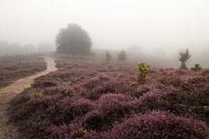 Heather in the Fog - part 2 by Nuance Beeld