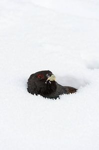 Male Capercaillie in the snow by Beschermingswerk voor aan uw muur