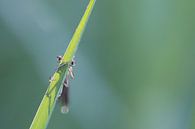 Hide and seek van Karin van Rooijen Fotografie thumbnail