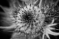Zwart wit bloem met dauwdruppels en stekels een stilleven
