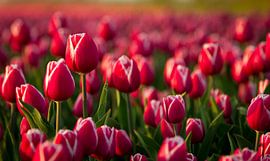 Tulpen velden in de avondzon van Van Renselaar Fotografie