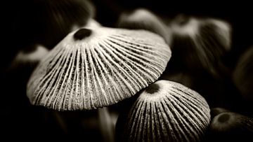 Auf dem Weg zum Herbst von Jan van der Knaap