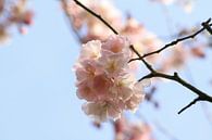 Roze kersenbloesem by Pamela Fritschij thumbnail