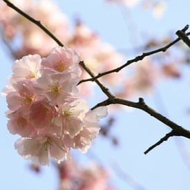 Roze kersenbloesem von Pamela Fritschij