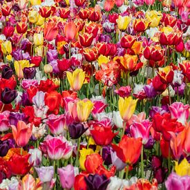 The Netherlands, Noordwijkerhout, Field of blooming tulips. by Frans Lemmens