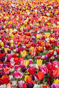 Pays-Bas, Noordwijkerhout, champ de tulipes en fleurs.