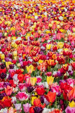 Nederland, Noordwijkerhout, Bloeiende tulpen veld.