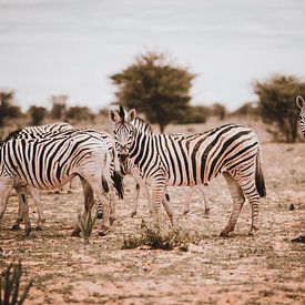Zèbre en Afrique à l'état sauvage, Namibie Parc national d'Etosha sur Helena Schröder