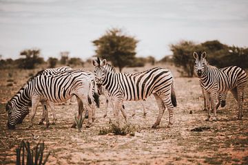 Zebra in Afrika in het wild, Namibië Etosha Nationaal Park van Helena Schröder