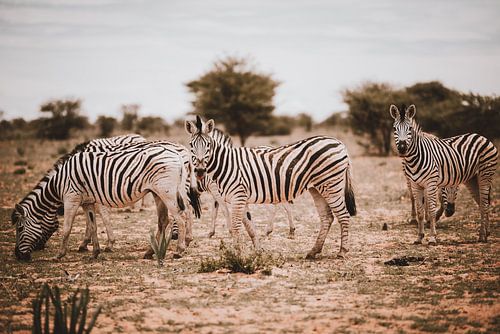 Zebra in Afrika in freier Natur, Namibia Etosha Nationalpark