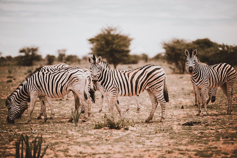 Zèbre en Afrique à l'état sauvage, Namibie Parc national d'Etosha par Helena Schröder