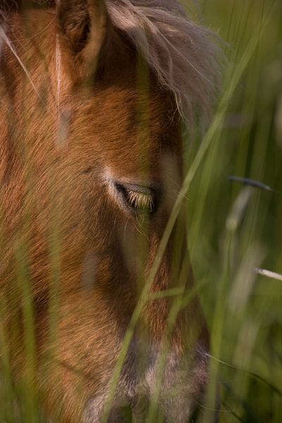 Paard in hoog grasland by Ger Loeffen