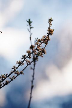 Plante avec un fond flou sur Reto Meier