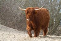 Schotse Hooglander