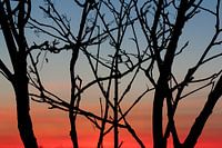 Silhouettes d'arbres