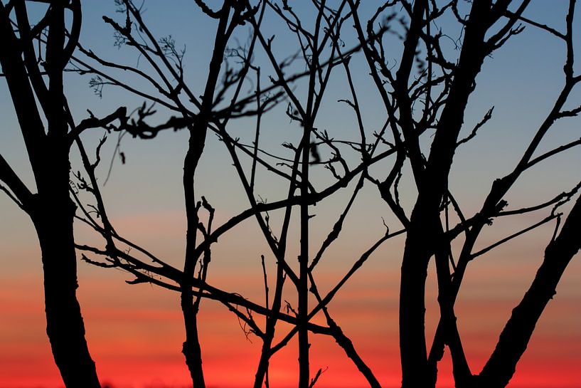 Tree silhouettes by Evelyne Renske